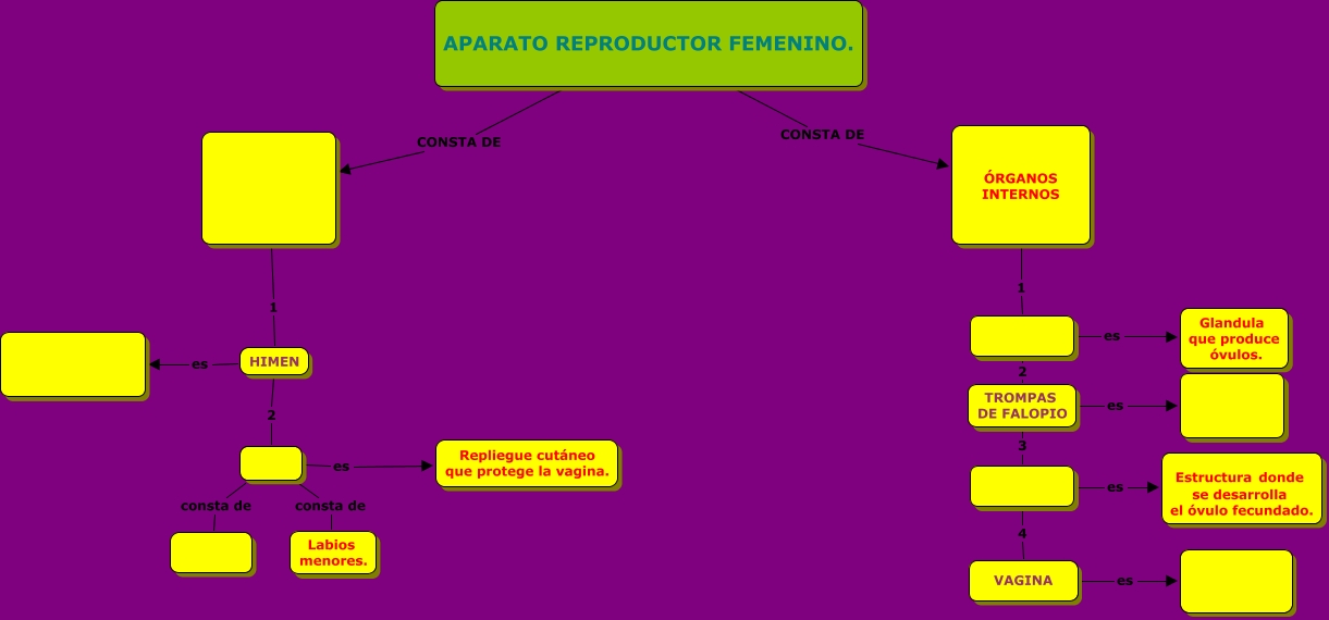 Mapa Conceptual Del Aparato Reproductor Femenino 1500
